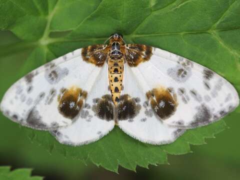 Image of clouded magpie