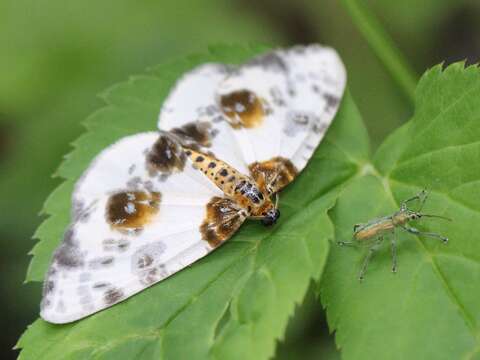 Image of clouded magpie