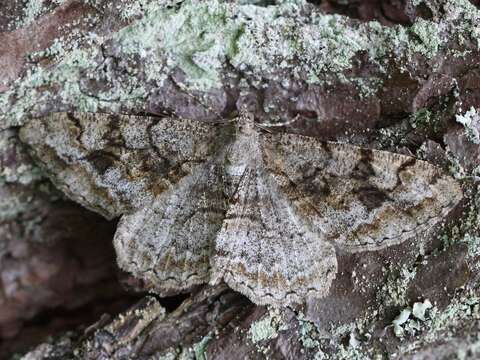 Image of mottled beauty