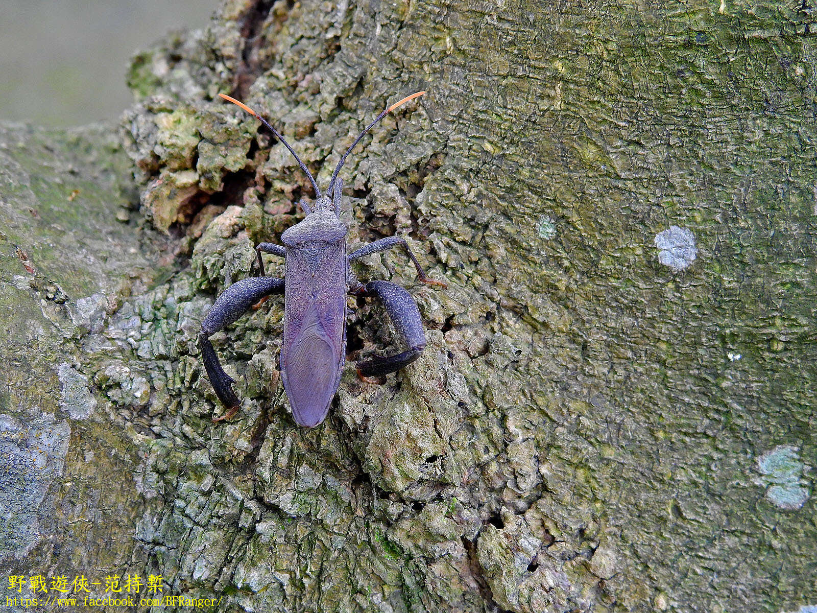 Image of Pseudomictis obtusispinus Xiong 1987