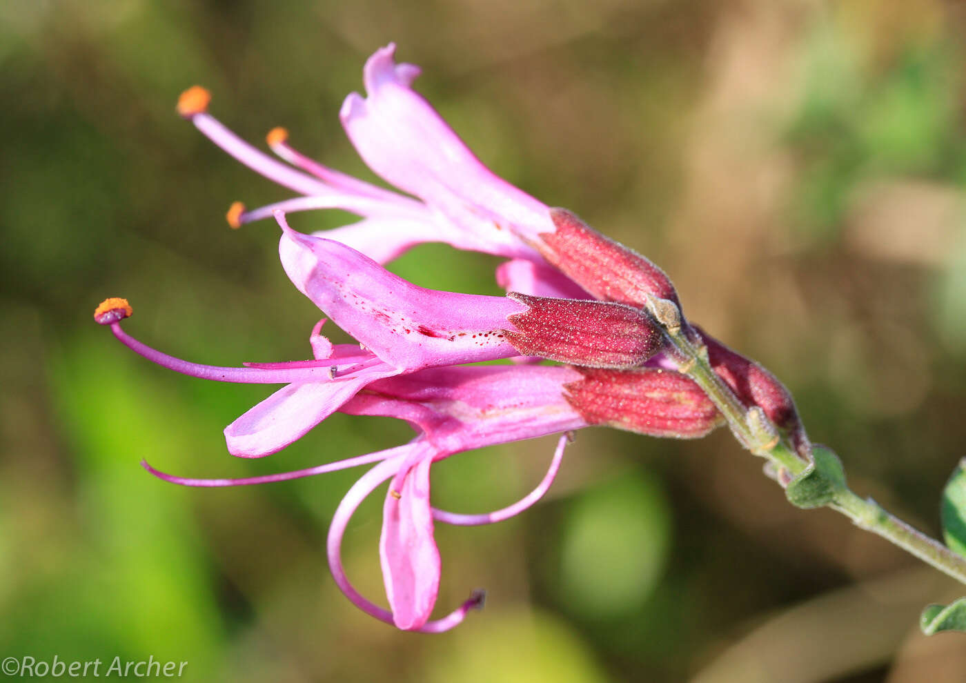 Image de Syncolostemon rotundifolius E. Mey. ex Benth.