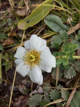 Слика од Callianthemum sajanense Witasek