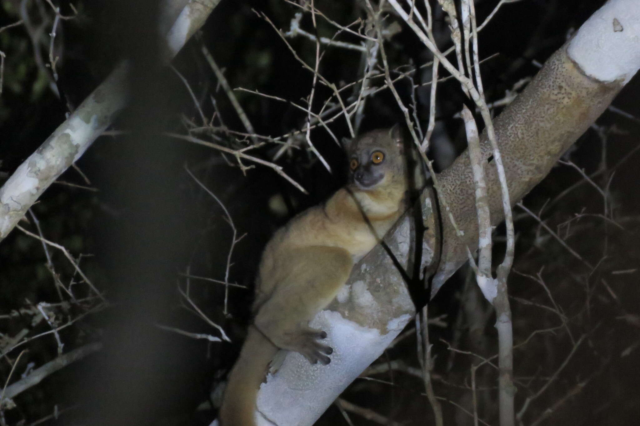 Image of Lesser Weasel Lemur