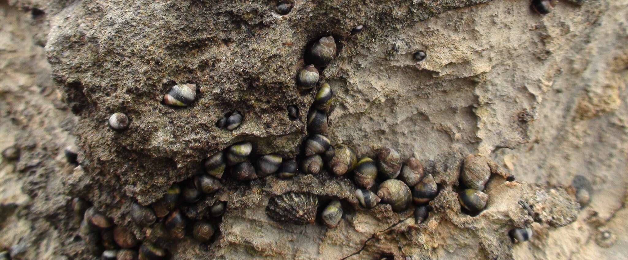 Image of eroded periwinkle