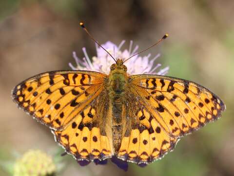 Image of Speyeria aglaja