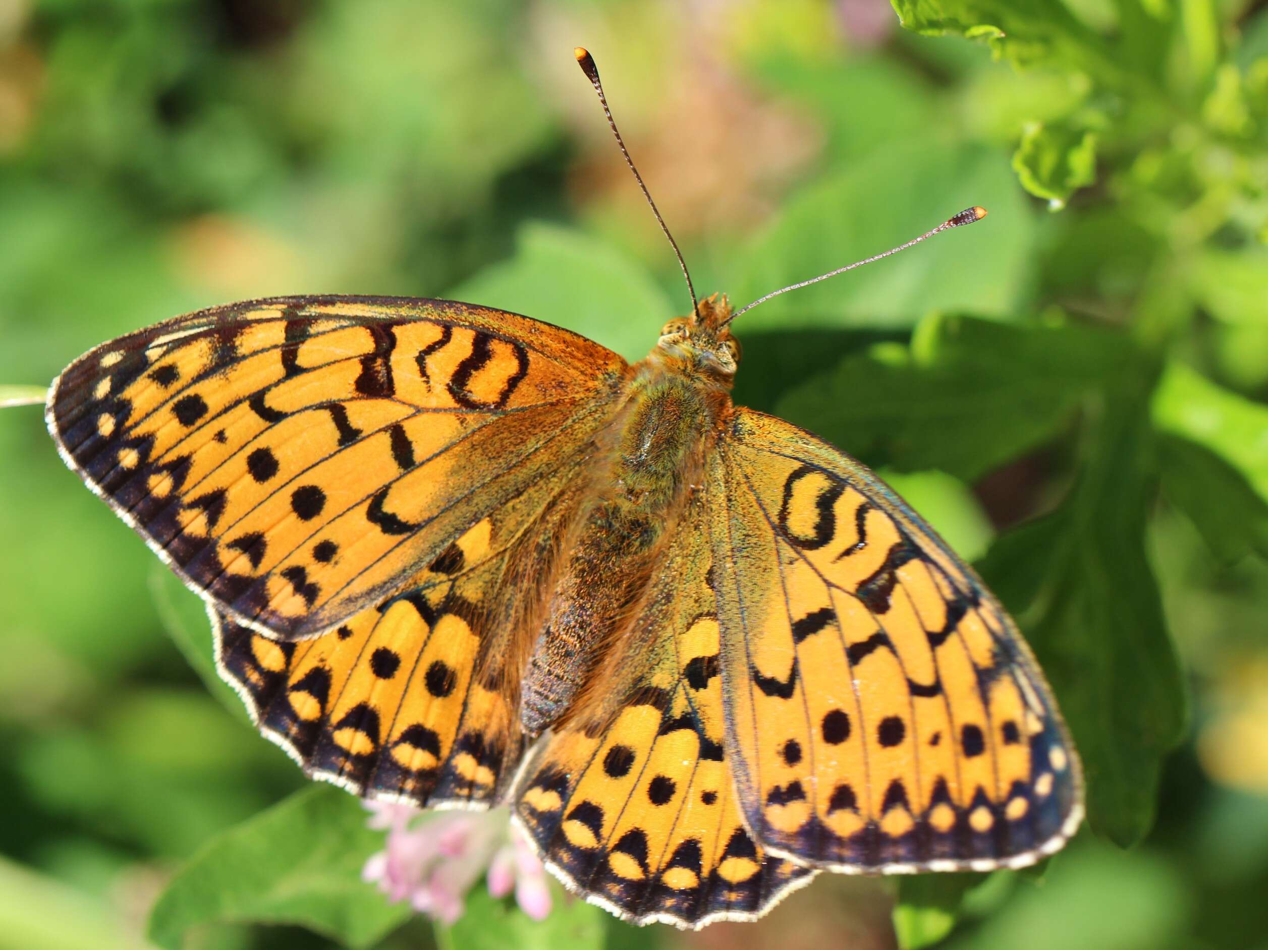 Image of Speyeria aglaja