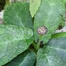 Image of Dorstenia lindeniana Bur.