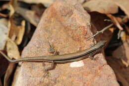 Image of Lowlands Plain-backed Ctenotus