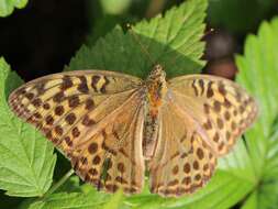 Imagem de Argynnis paphia Linnaeus 1758