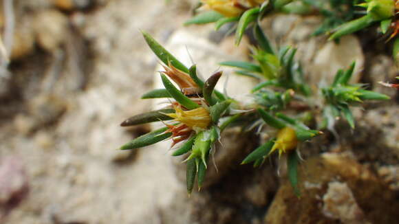 Слика од Paronychia sessiliflora Nutt.