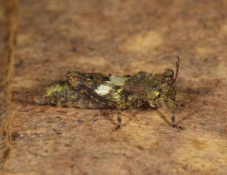 Amphinotus nymphula (Bolívar & I. 1912)的圖片