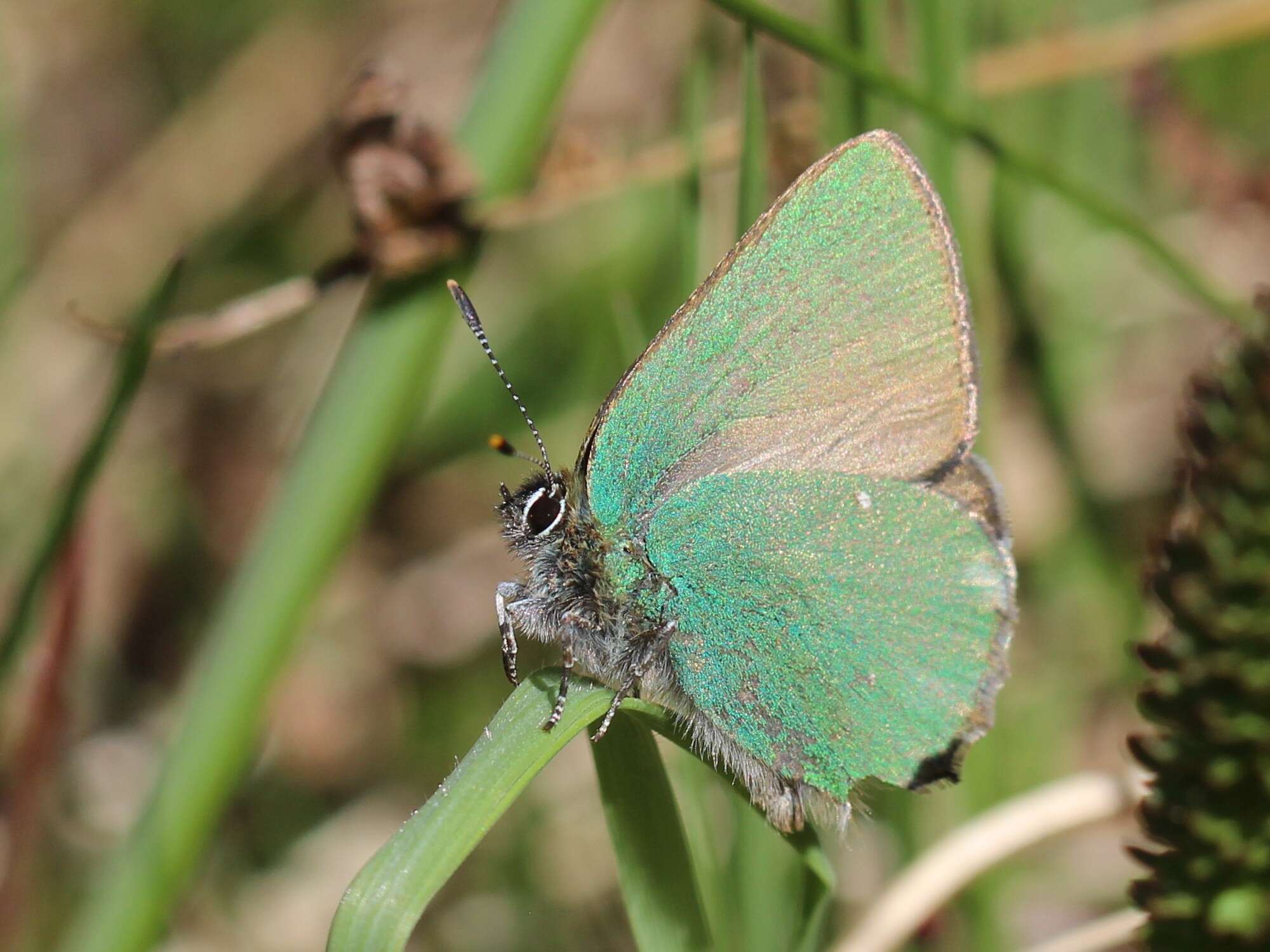 Plancia ëd Callophrys rubi (Linnaeus 1758)