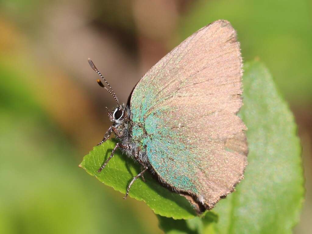 Plancia ëd Callophrys rubi (Linnaeus 1758)