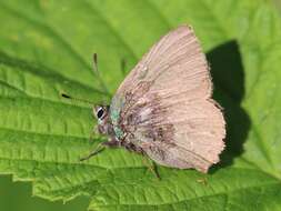 Plancia ëd Callophrys rubi (Linnaeus 1758)