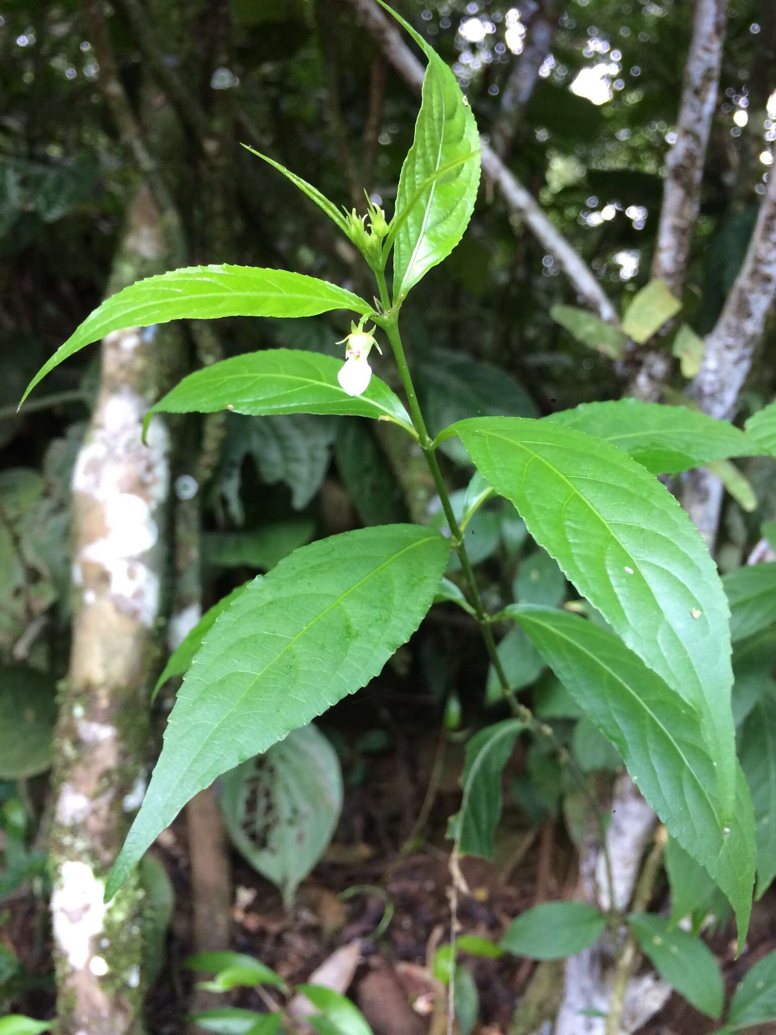 Pombalia bigibbosa (A. St.-Hil.) Paula-Souza resmi