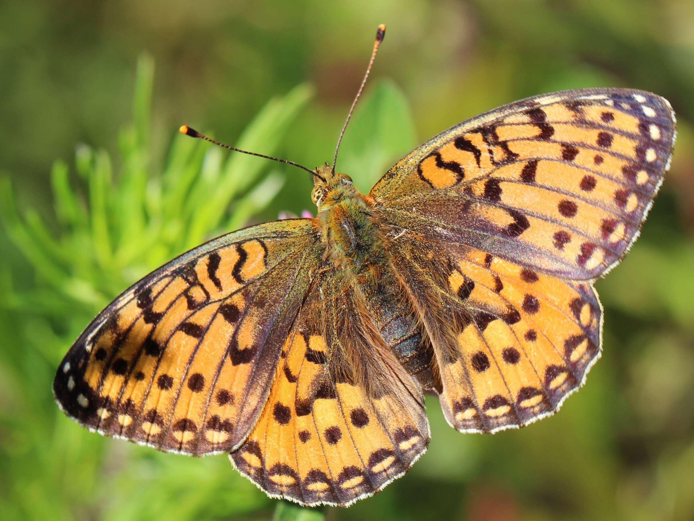 Image of Speyeria aglaja