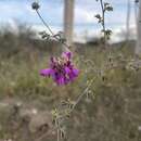 Image of <i>Dalea dorycnioides</i>