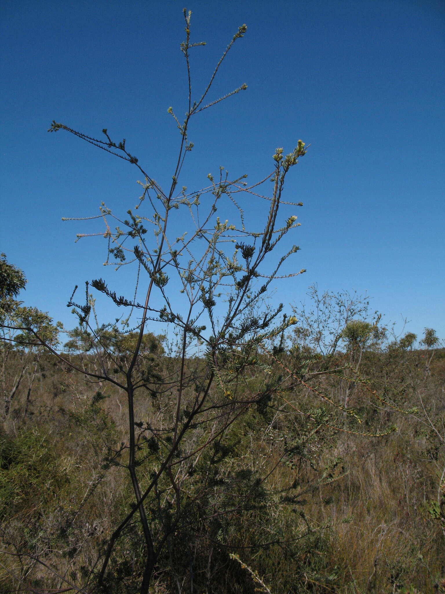 Image of Lambertia ericifolia R. Br.