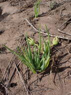 Image of Conicosia pugioniformis subsp. muirii (N. E. Br.) Ihlenfeldt & Gerbaulet