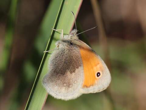 Image of small heath