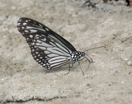 Parantica aglea melanoides resmi