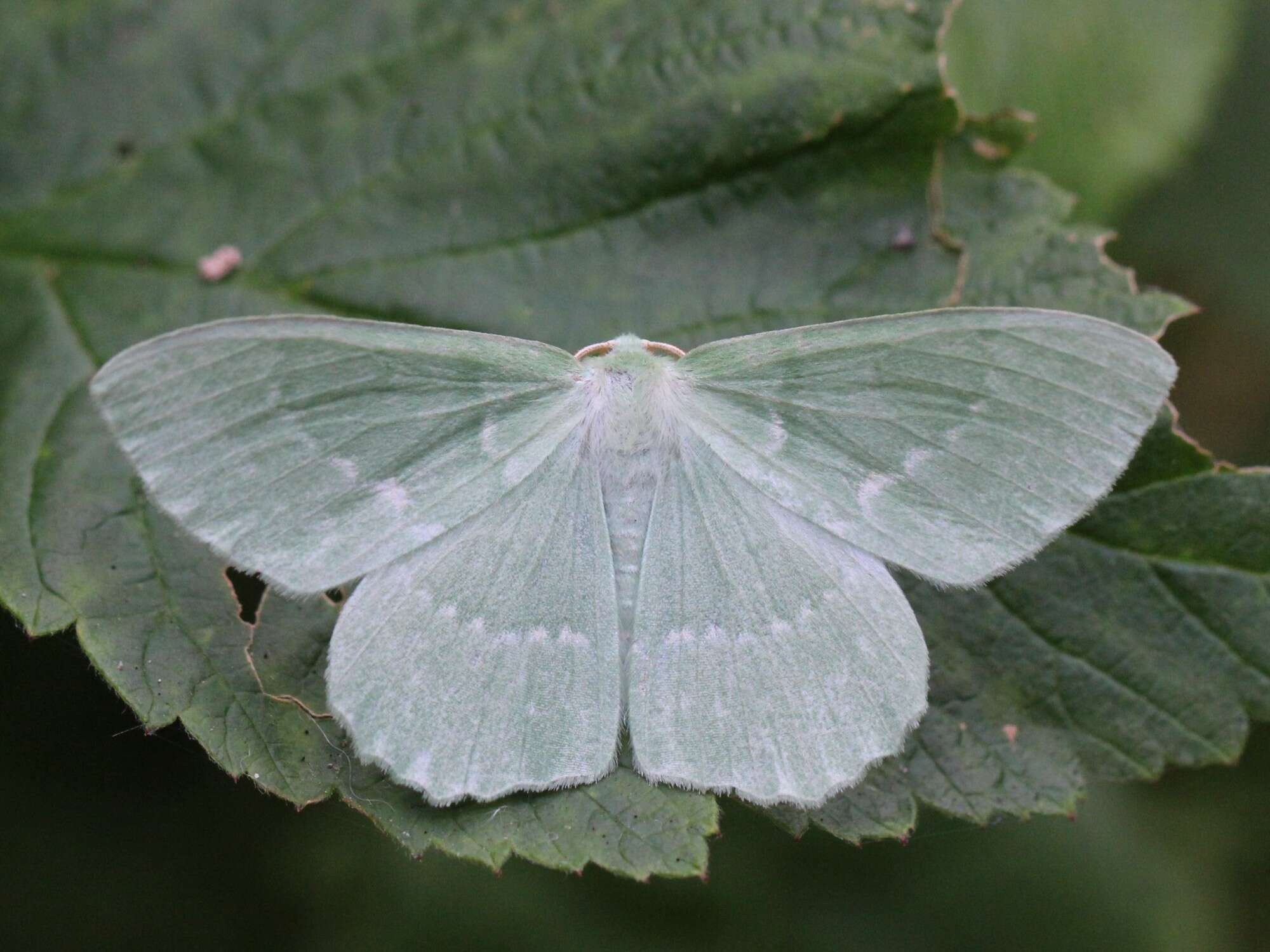 Imagem de Geometra papilionaria Linnaeus 1758