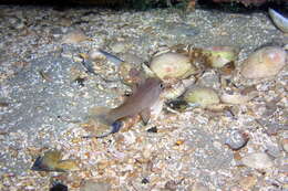 Image of Orange cardinalfish