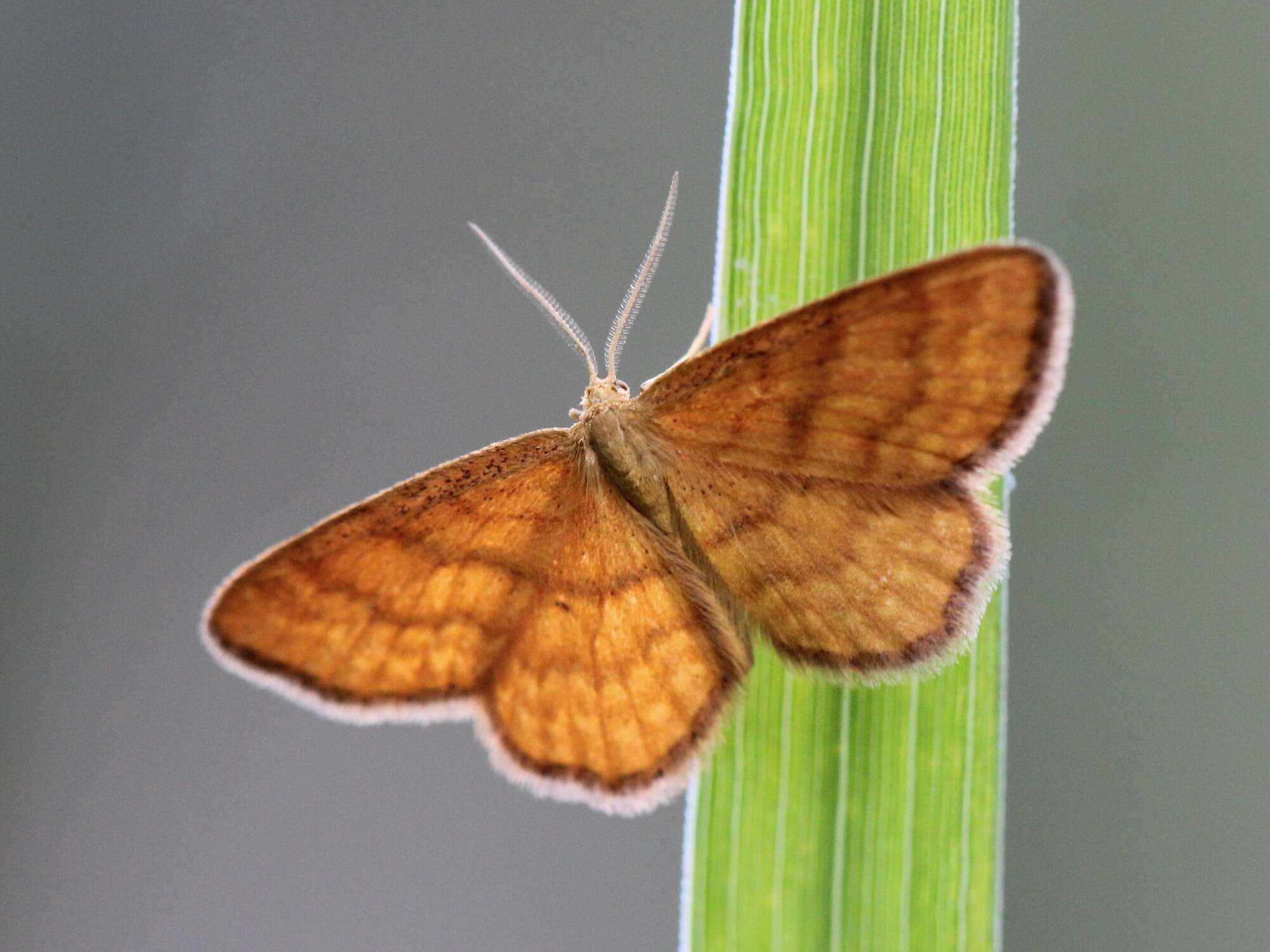 صورة Idaea serpentata Hüfnagel 1767