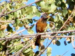 Sivun Emberiza tahapisi nivenorum (Winterbottom 1965) kuva