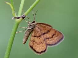 صورة Idaea serpentata Hüfnagel 1767