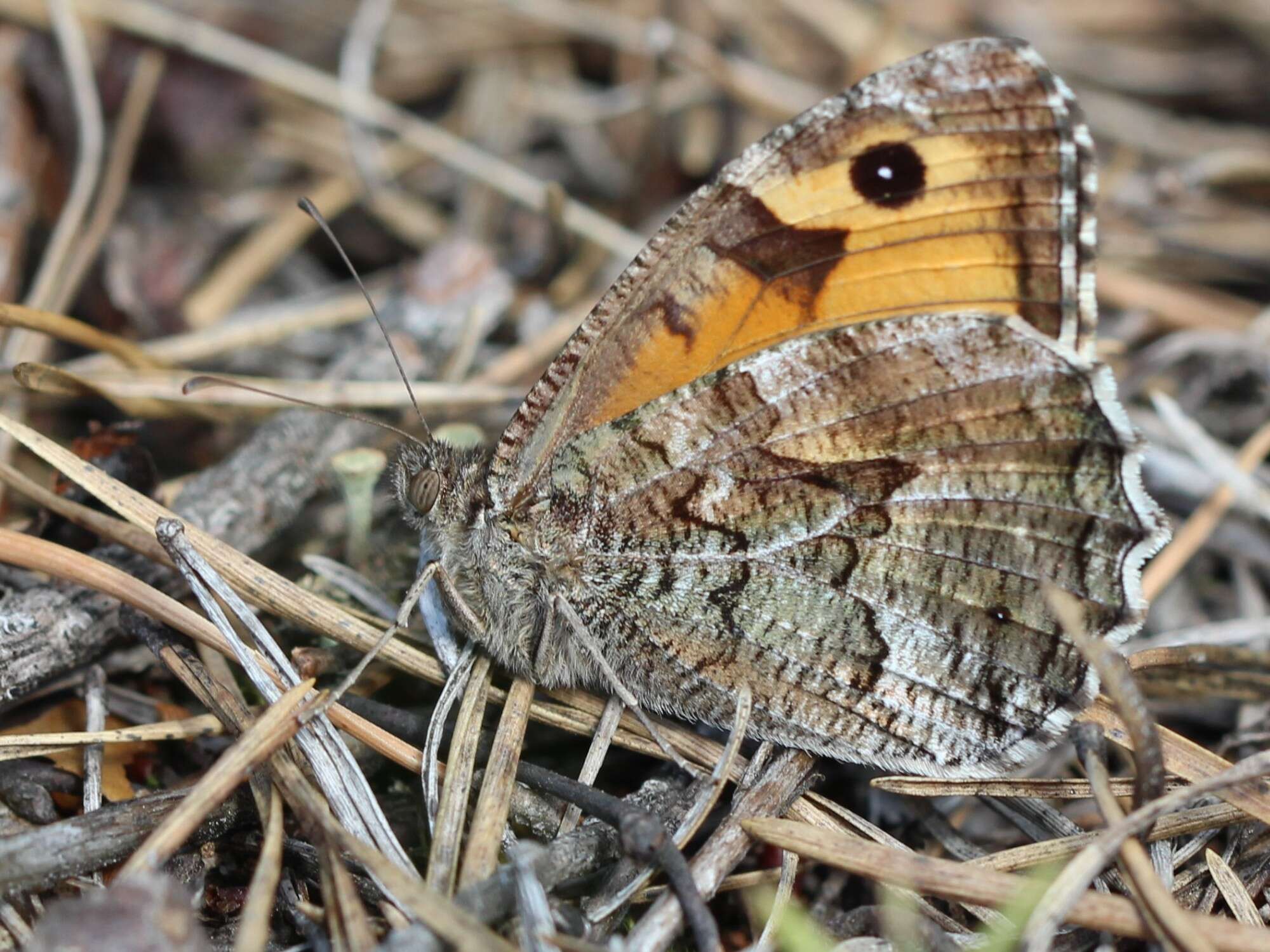 Image of Grayling