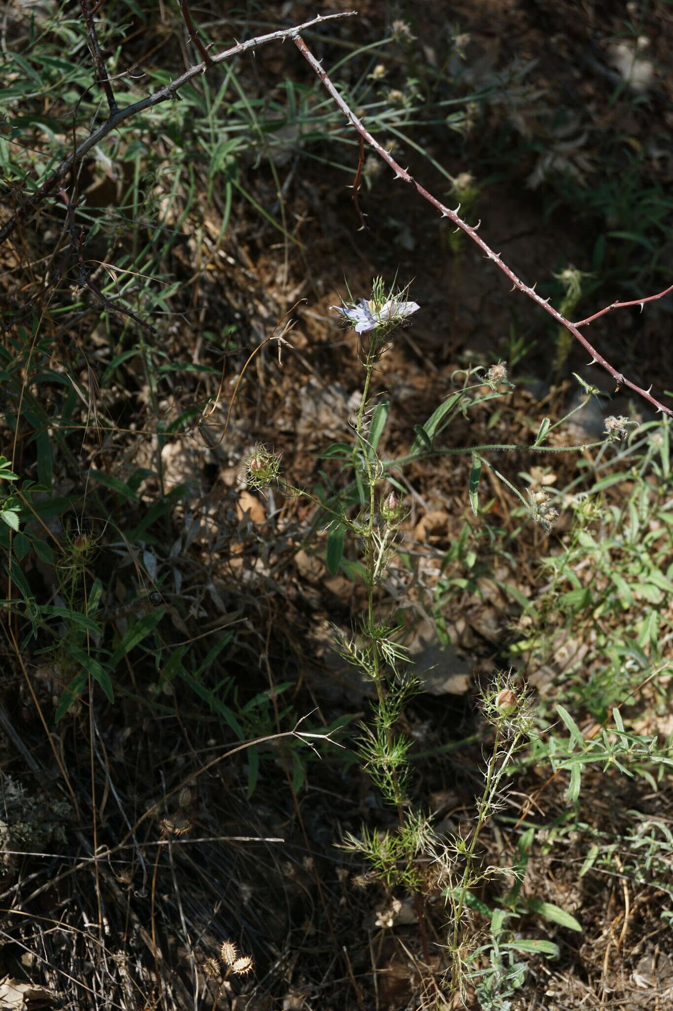 Image of Nigella elata Boiss.