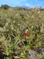 Image of Osteospermum monstrosum (Burm. fil.) J. C. Manning & Goldblatt