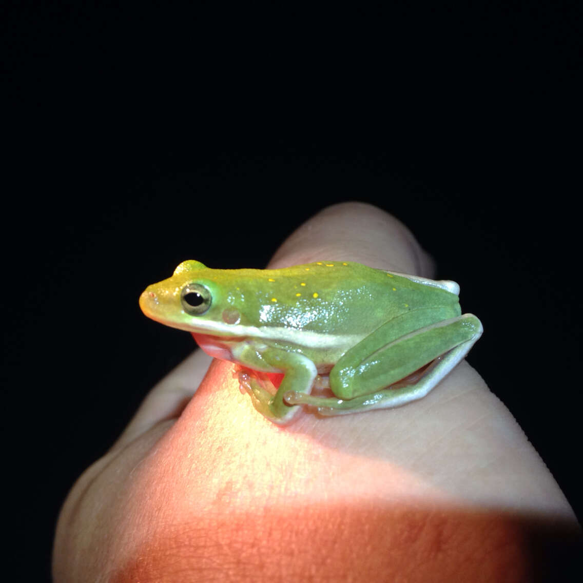 Image of American Green Treefrog