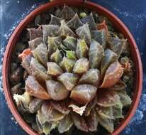 Image of Haworthia mirabilis (Haw.) Haw.