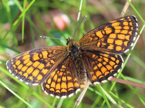 Image of Melitaea athalia