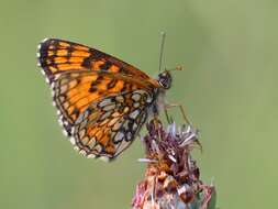 Image of Melitaea athalia