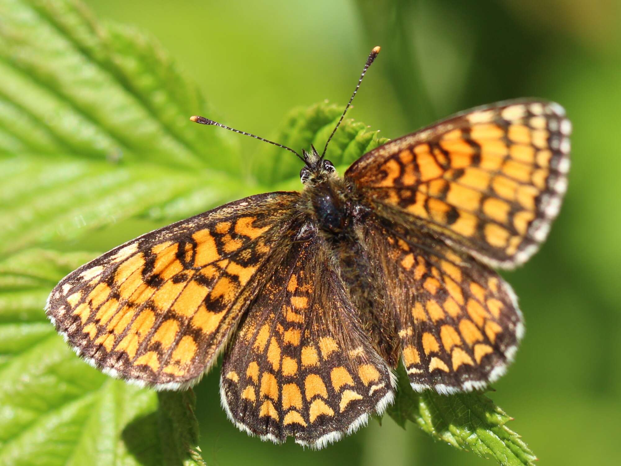 Image of Melitaea athalia