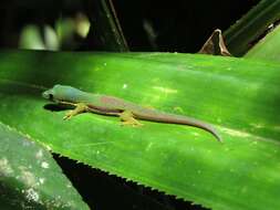 Plancia ëd Phelsuma lineata Gray 1842