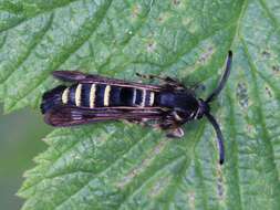 Image of Raspberry Clearwing