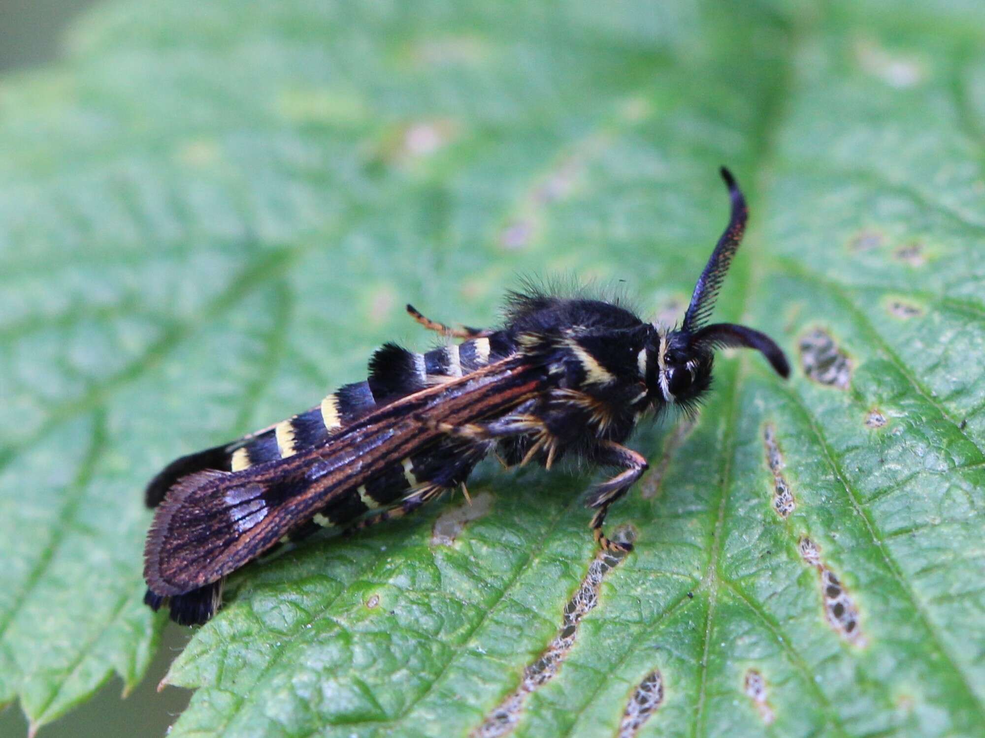 Image of Raspberry Clearwing