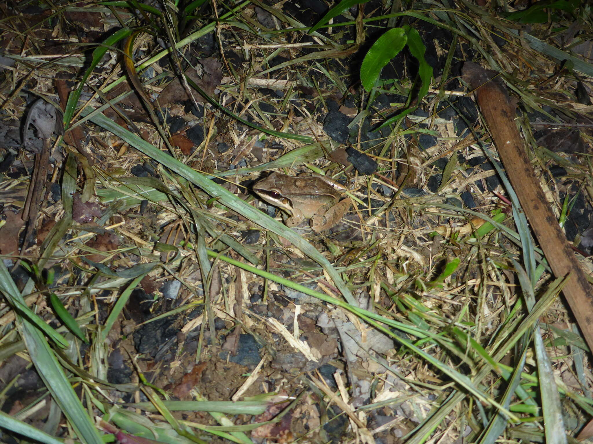 Image of Amazonian White-lipped Frog