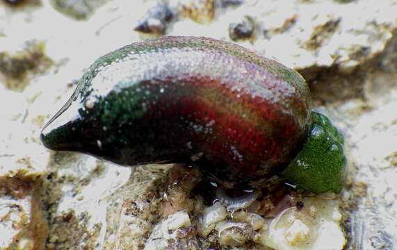 Plancia ëd Ochetostoma baronii (Greeff 1872)