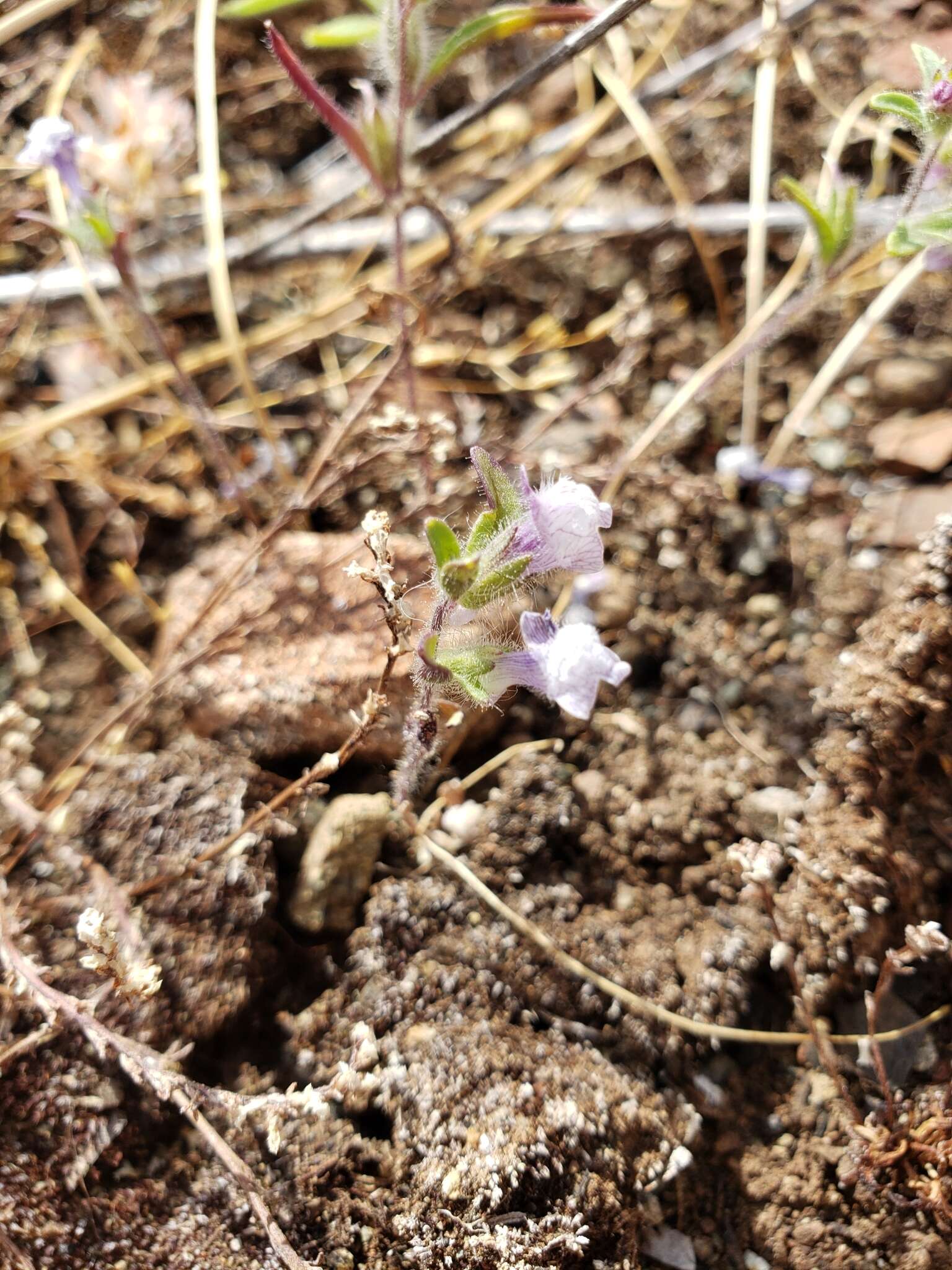 صورة Antirrhinum cornutum Benth.