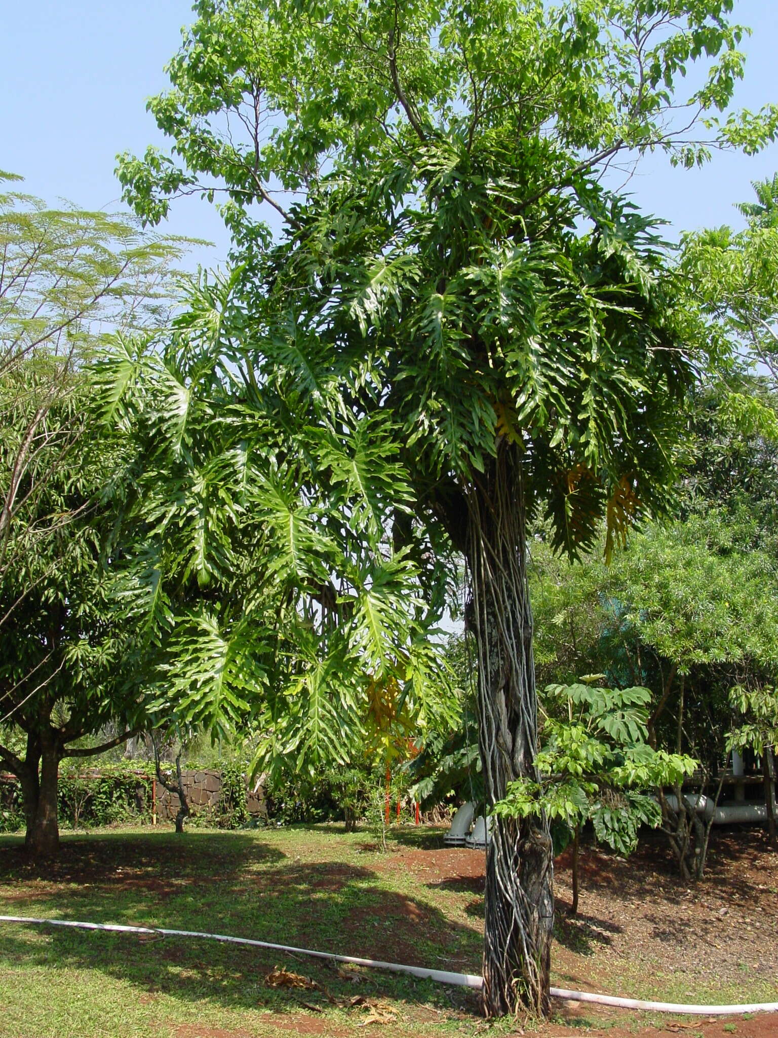 Image of Thaumatophyllum bipinnatifidum (Schott ex Endl.) Sakur., Calazans & Mayo