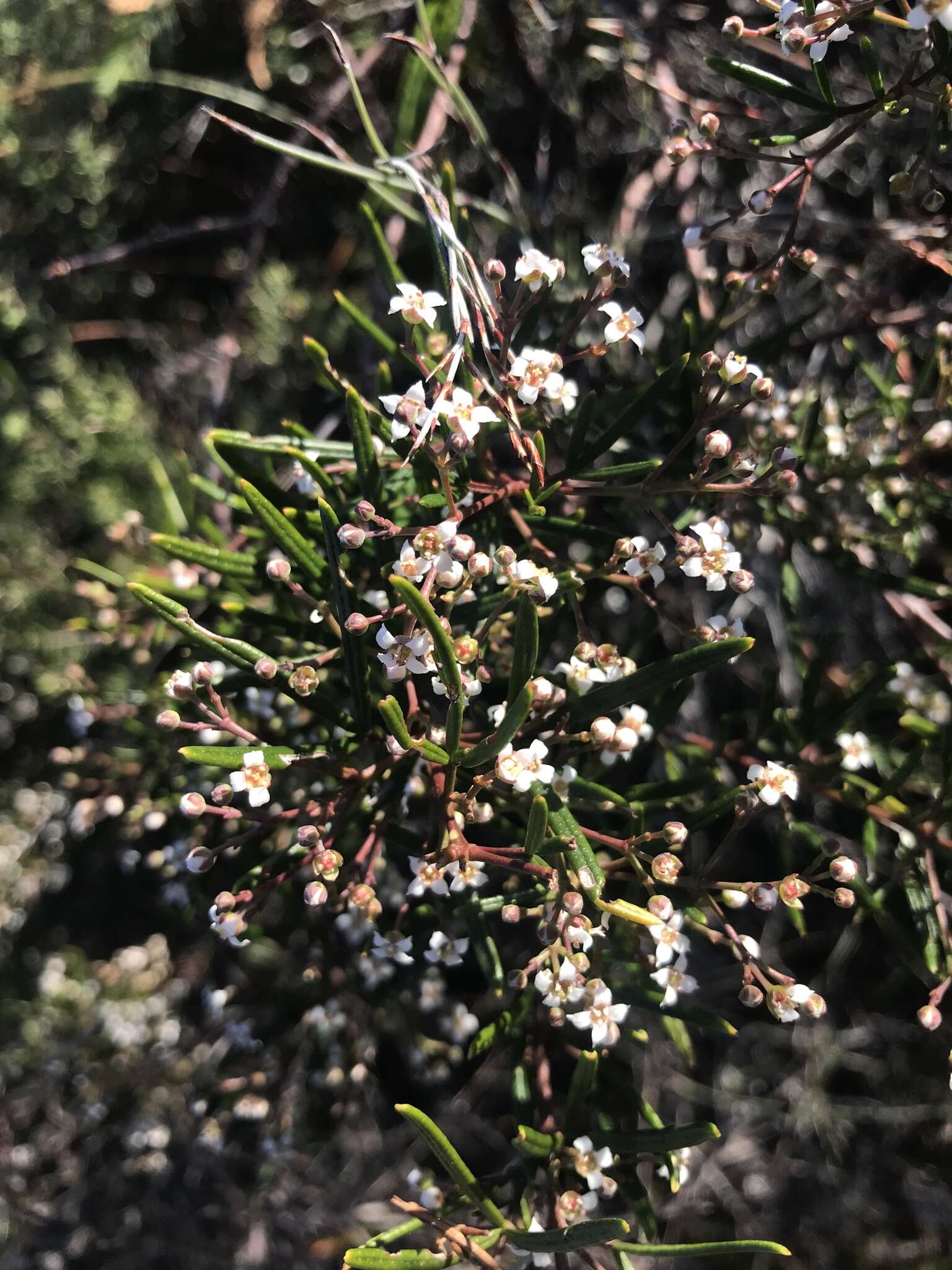 Image of Zieria laxiflora (Benth.) Domin