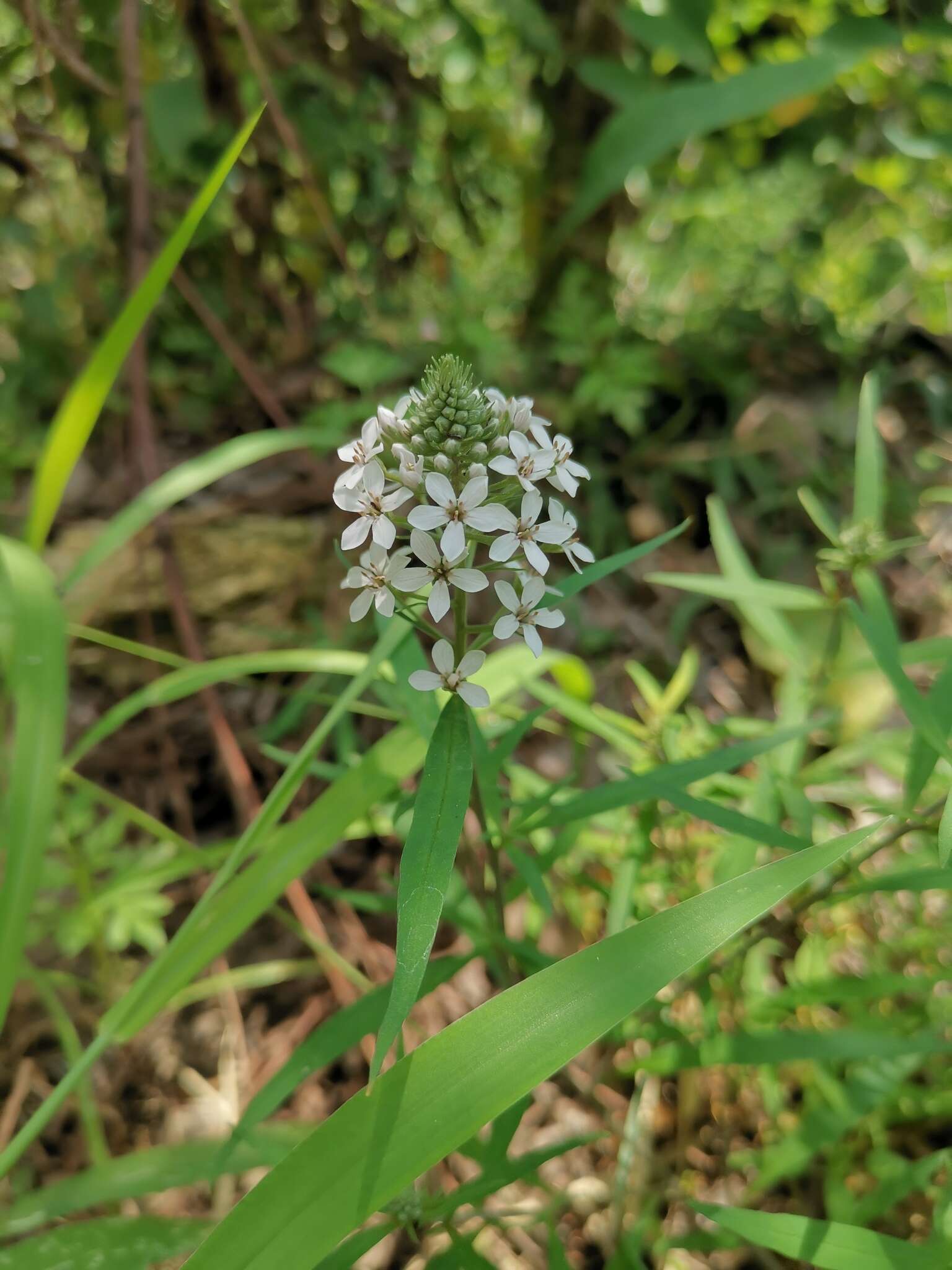 Image of Lysimachia pentapetala Bunge