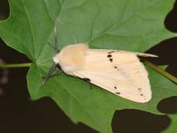 Spilosoma lutea Hüfnagel 1766 resmi