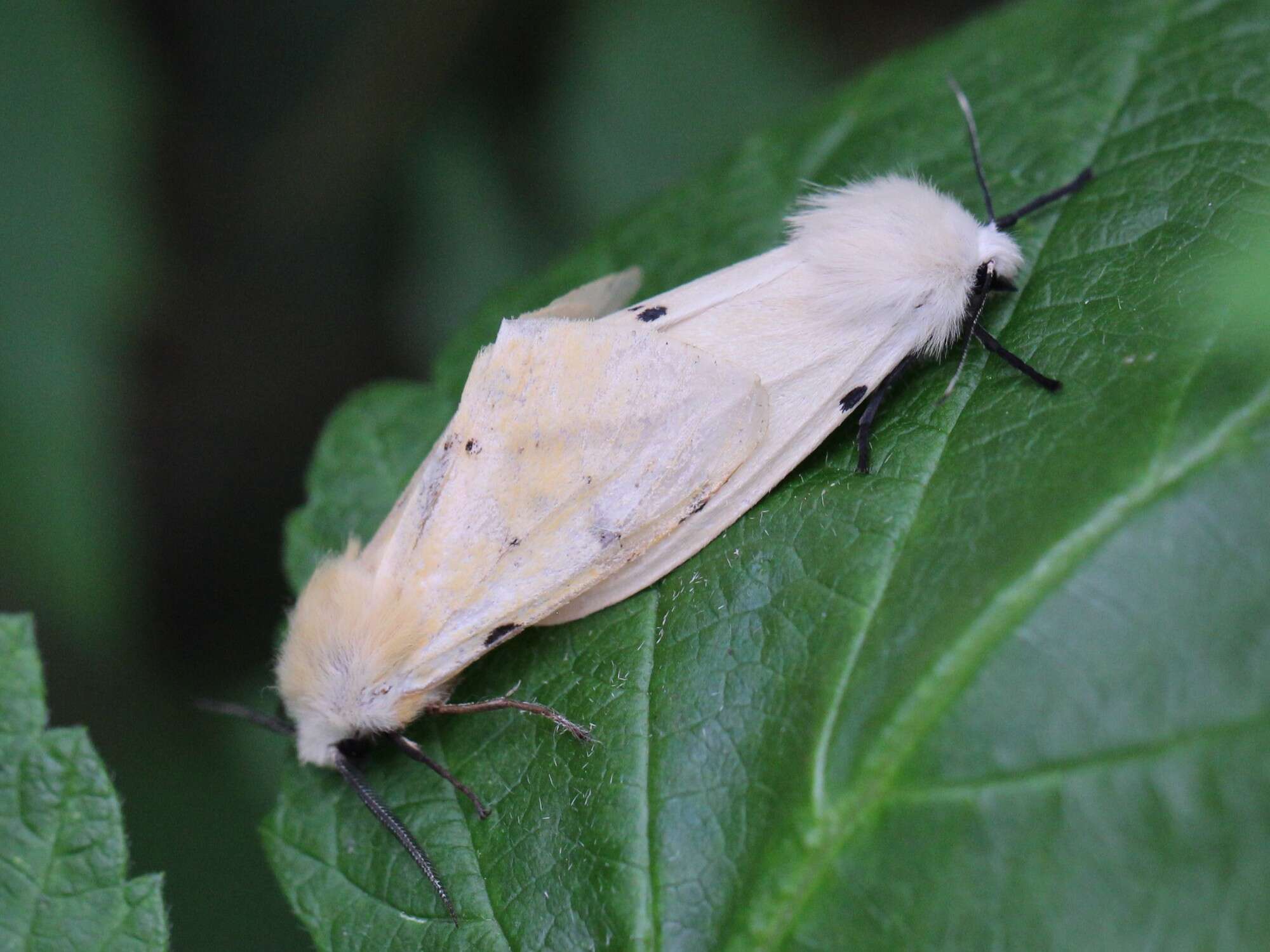 Image of Spilosoma lutea Hüfnagel 1766