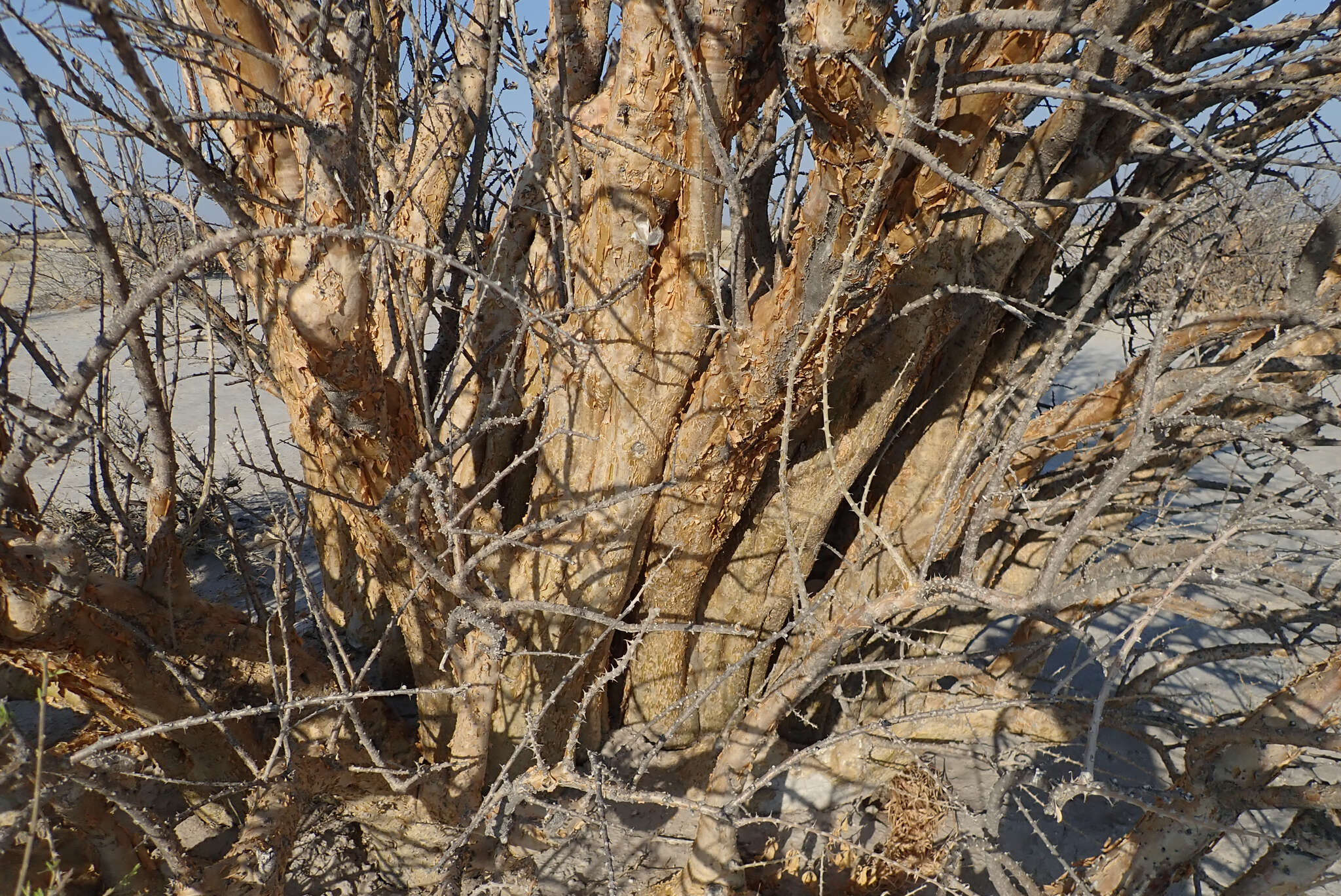 Image of Eastern sesame-bush